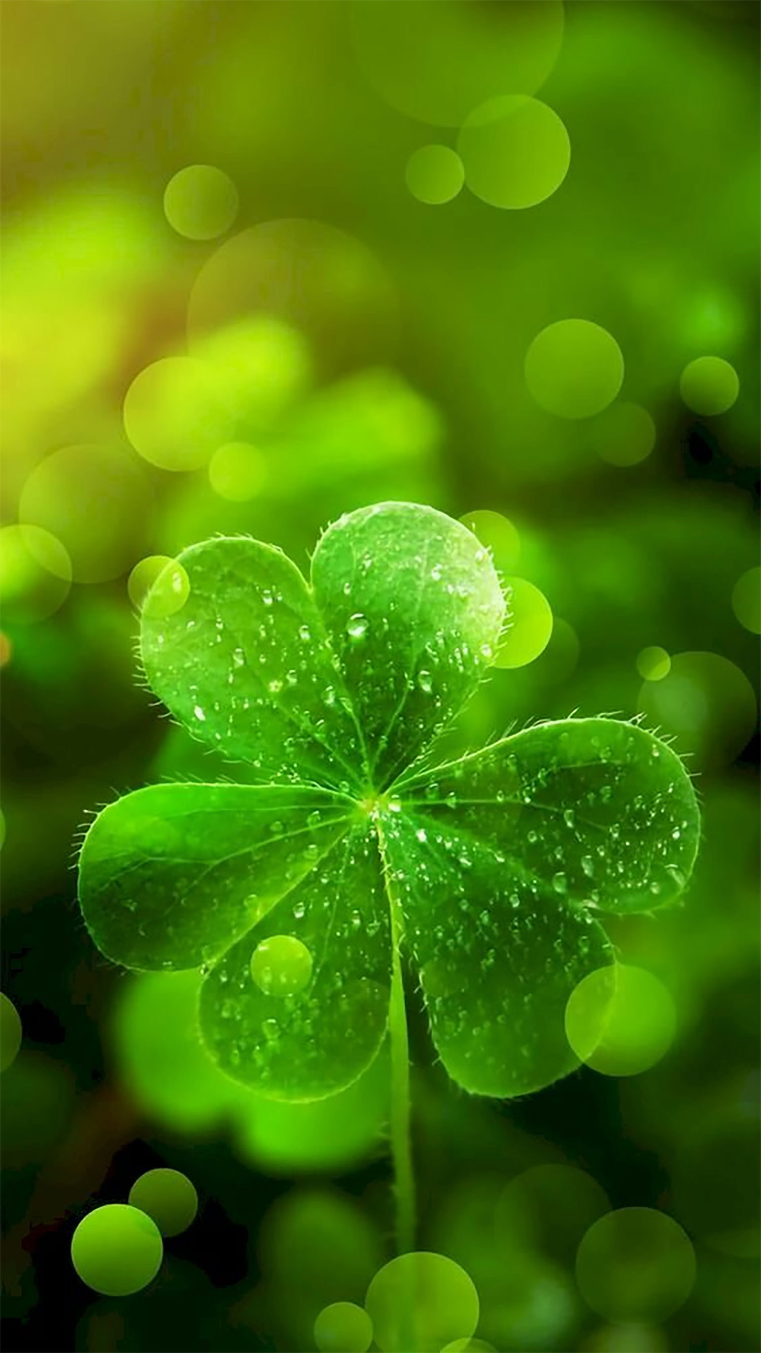 NGUYỄN ÁI NHƯ HẢO