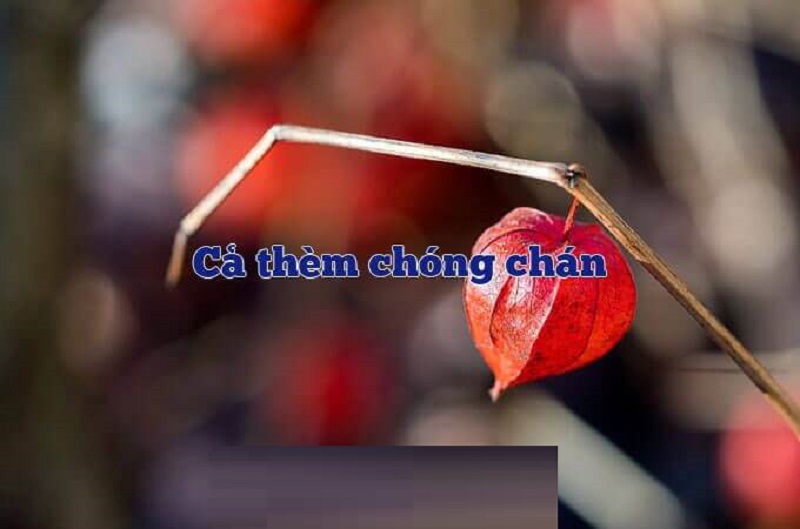 Sở thích của người cả thèm chóng chán