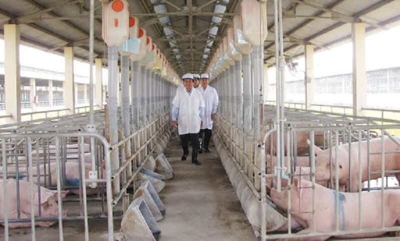 Ngành chăn nuôi là gì?