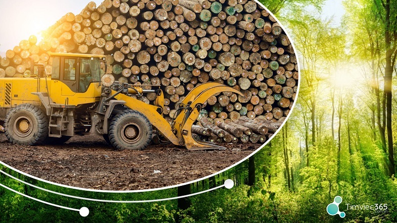 Kỹ sư chế biến lâm sản