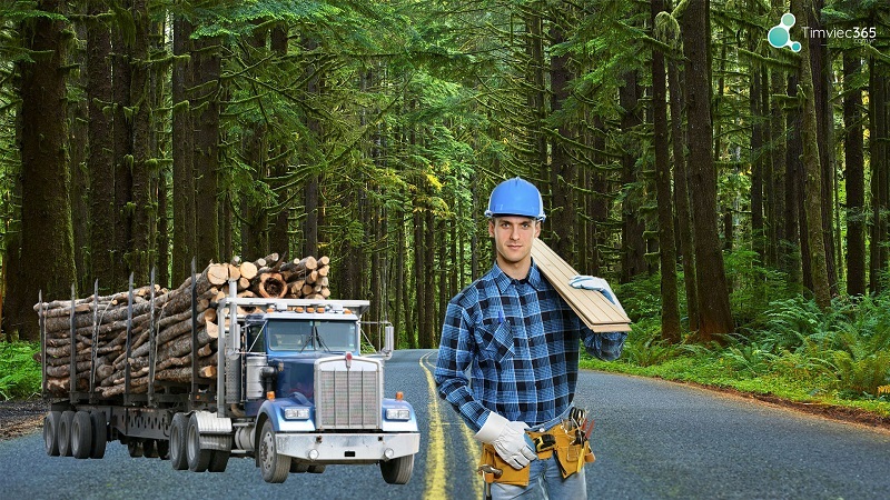 Cơ hội kỹ sư ngành lâm nghiệp