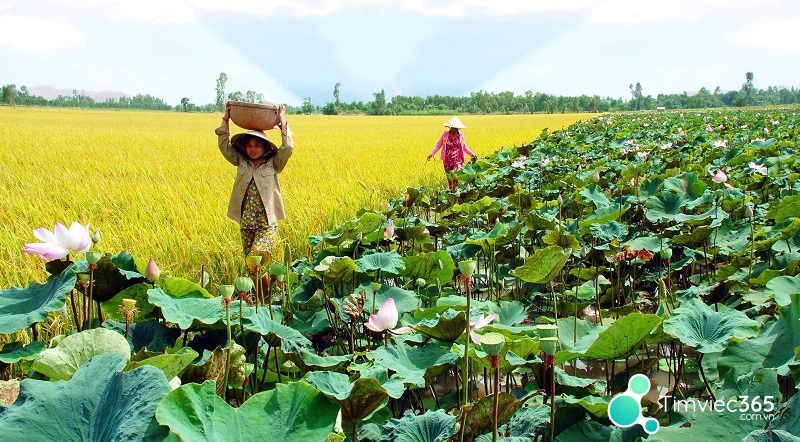 Đồng Tháp mở ra nhiều cơ hội việc làm