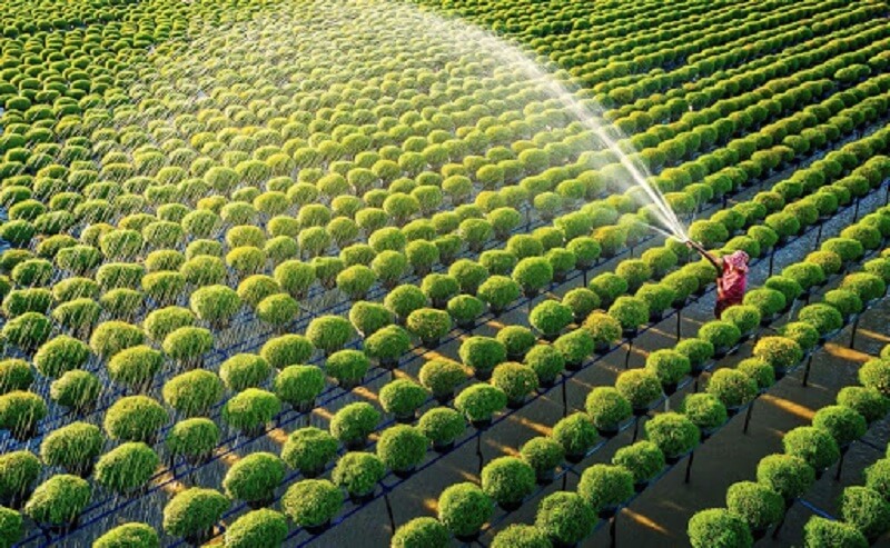 Tìm hiểu những cơ hội việc làm dịch vụ nông nghiệp là gì?