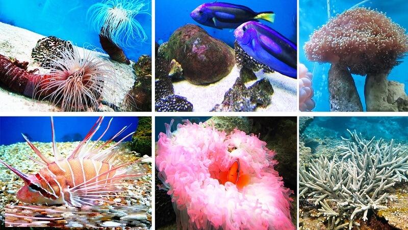 Ngành Hải dương học ra làm gì? Ngành học vô cùng hấp dẫn hiện nay