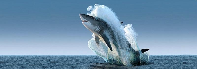 Ngành quản lý dự án ra làm gì? Bước đi táo bạo trong tương lai