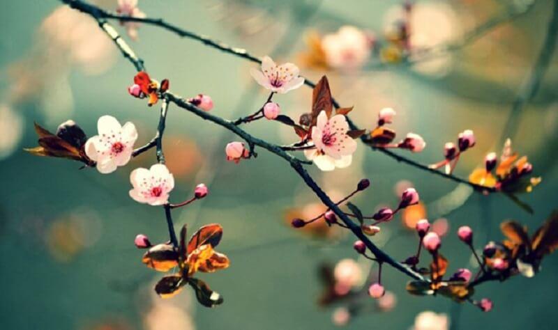 Hướng dẫn cách viết bài viết về mùa xuân dành cho học sinh